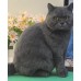 Pet Portraits Full Body | PetsMatter Handmade 3D Wool Needle Felt Pet Portraits Full Body | PetsMatter Pet Portraits Full Body | PetsMatter Handmade 3D Wool Needle Felt Pet Portraits Full Body | PetsMatter
