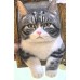 Head & Paws Pet Portraits Handmade 3D Cat Wool Needle Felt Portraits with Wooden Frame | PetsMatter