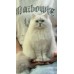 Pet Portraits Full Body | PetsMatter Handmade 3D Wool Needle Felt Pet Portraits Full Body | PetsMatter Pet Portraits Full Body | PetsMatter Handmade 3D Wool Needle Felt Pet Portraits Full Body | PetsMatter