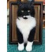 Head & Paws Pet Portraits Handmade 3D Cat Wool Needle Felt Portraits with Wooden Frame | PetsMatter