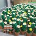 26 PCS * Pipe Cleaner Chenille Stems Handmade Cactus with Flowers Potted Plant Making Kit DIY Art Flower Bouquet Craft Set