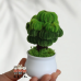 4 PCS * Handmade Pipe Cleaner Green Money Tree Artificial Simulation Flowers Indoor Home Desktop Party Wedding Decor 4 PCS * Handmade Pipe Cleaner Green Money Tree Artificial Simulation Flowers Indoor Home Desktop Party Wedding Decor