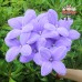 12 PCS * Handmade Pipe Cleaner 4 Petals Lily Flower Green Leaves Artificial Simulation Flower Indoor Home Desktop Party Wedding Decor 
